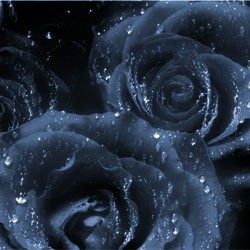 Blaue Rosen mit Wassertropfen